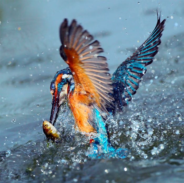 Красивая яркая птичка ловит рыбу