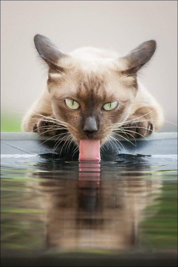 Забавная фотография кошки, которая пьёт воду