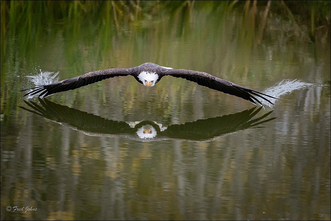 Орел американский летит касаясь воды