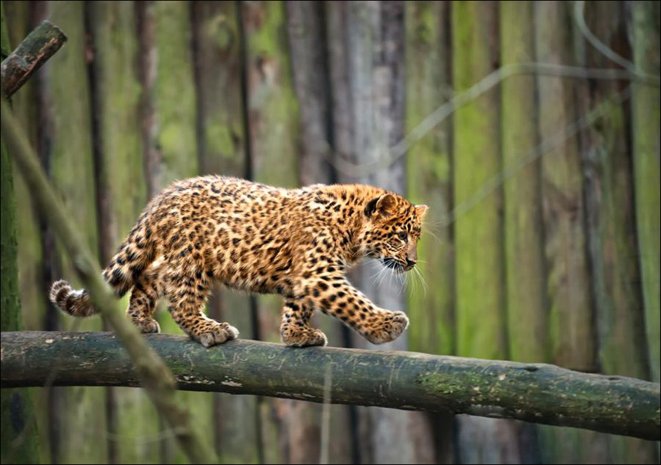 Леопардик по дереву идёт