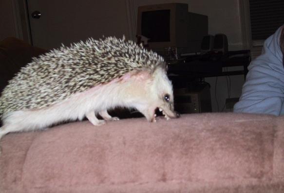 Ёжик-вредитель