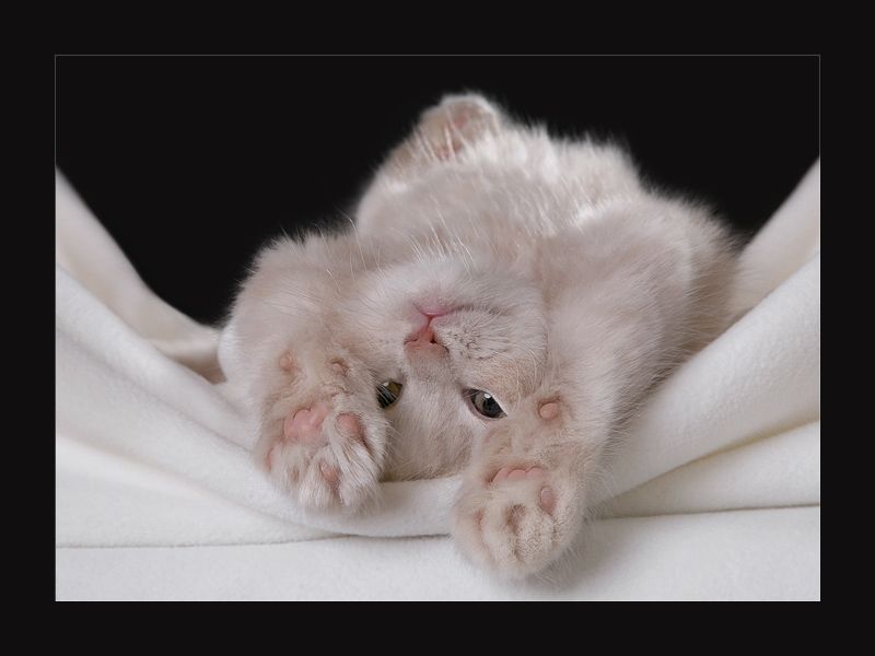 Котенок