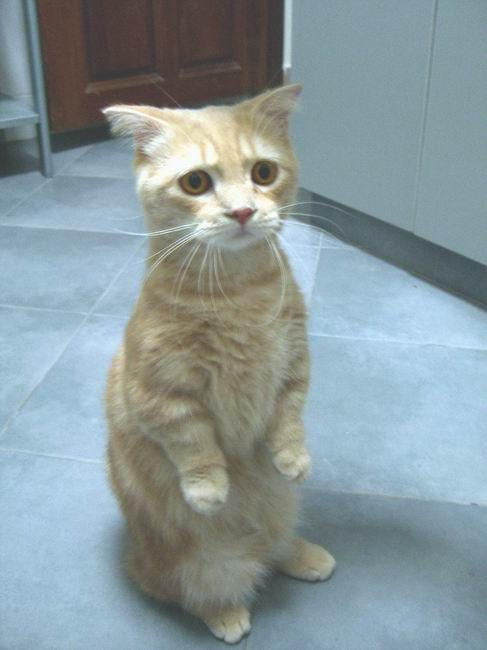 Кот похожий на кота из Шрека