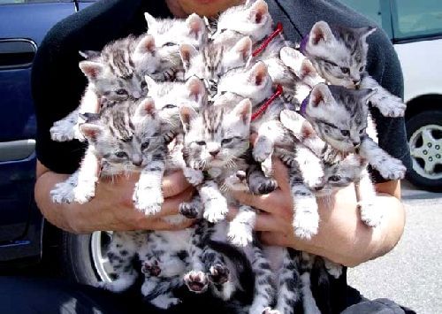 Котята