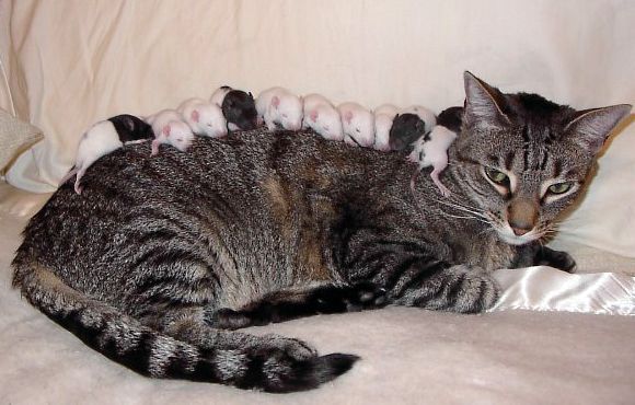 Кошка и мышки