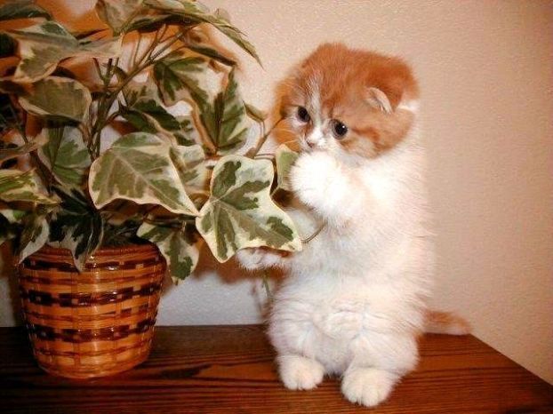Котенок