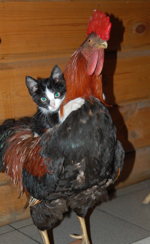 Петух и котенок