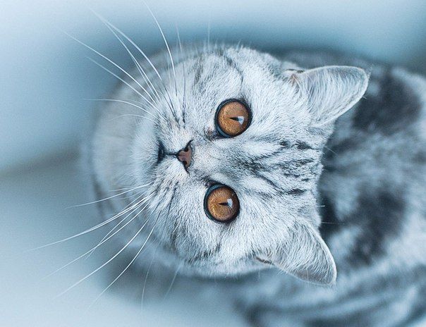 Кот светло серый
