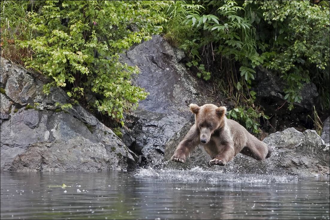 Медведь на охоте прыгает в воду