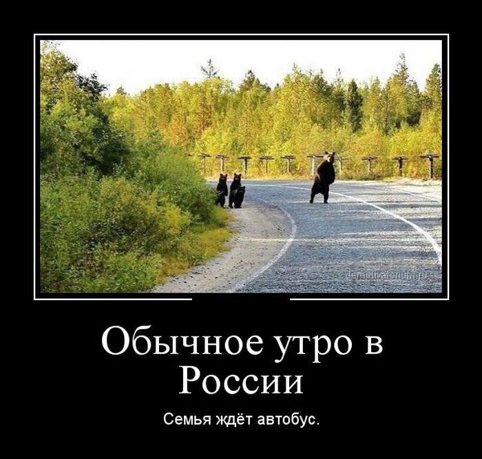 Медведи переходят дорогу