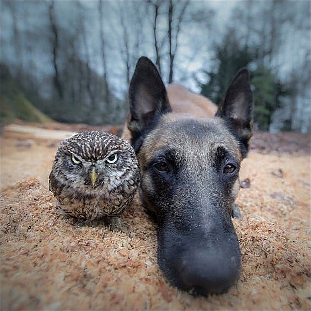 Сова и собака :)