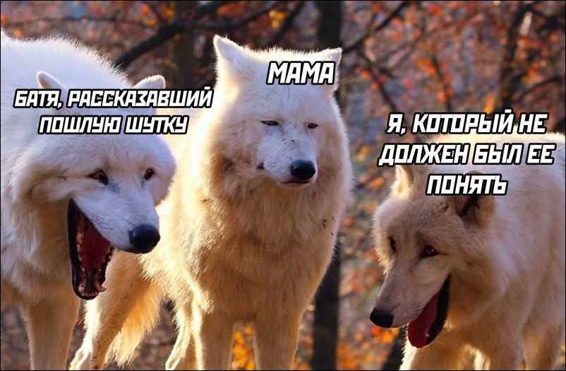Белые волки