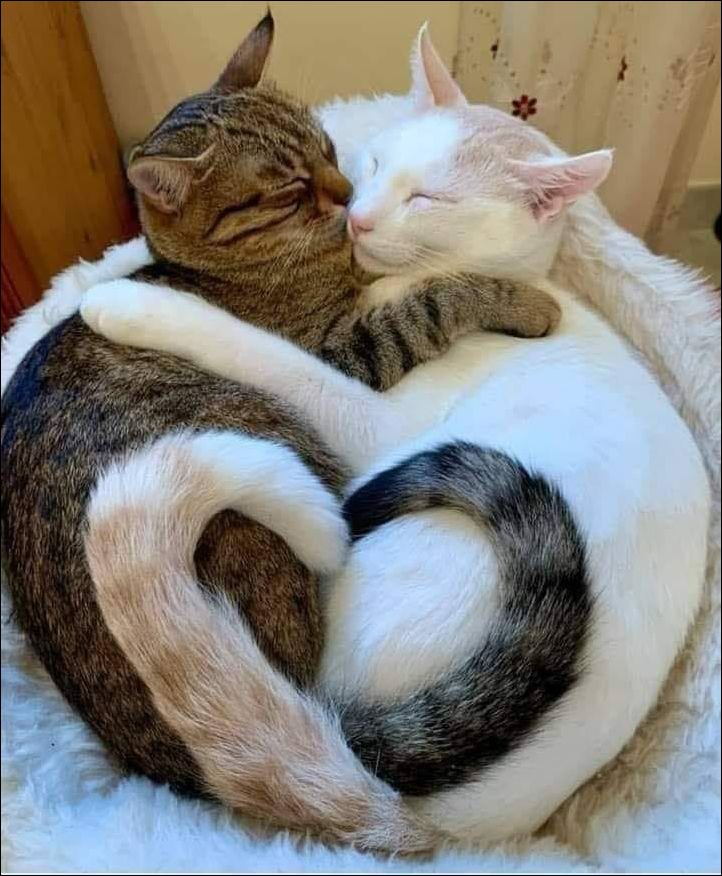 Котики обнимашки
