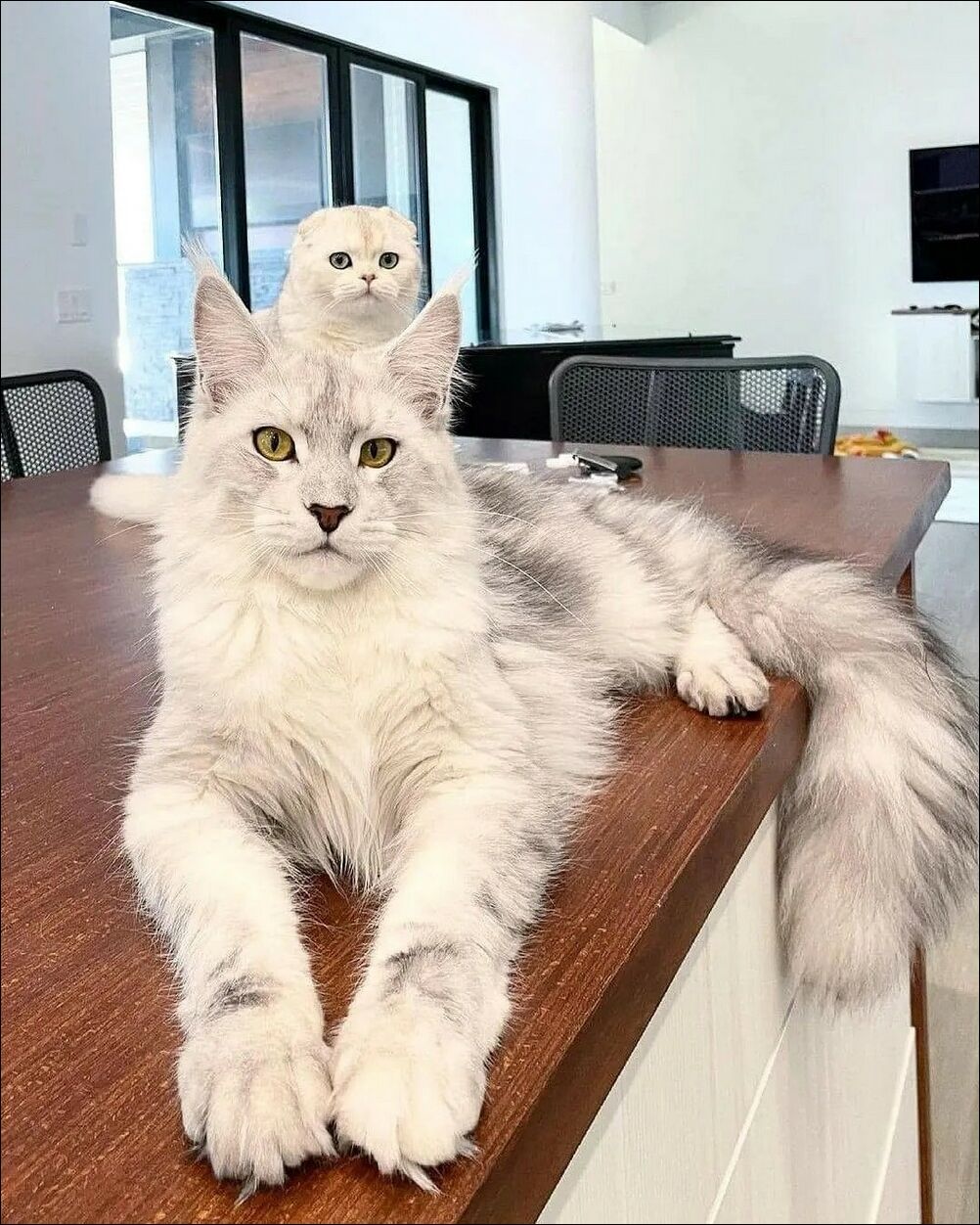Белые котики