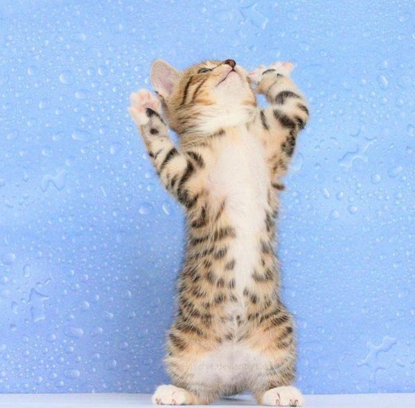 Котенок