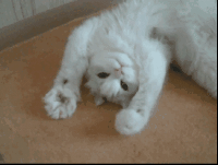 Смешной котик
