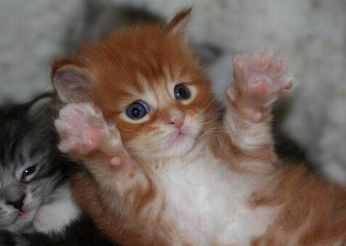 Котёнок