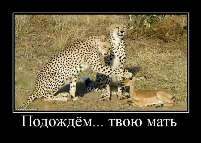 Леопарды и еда :(