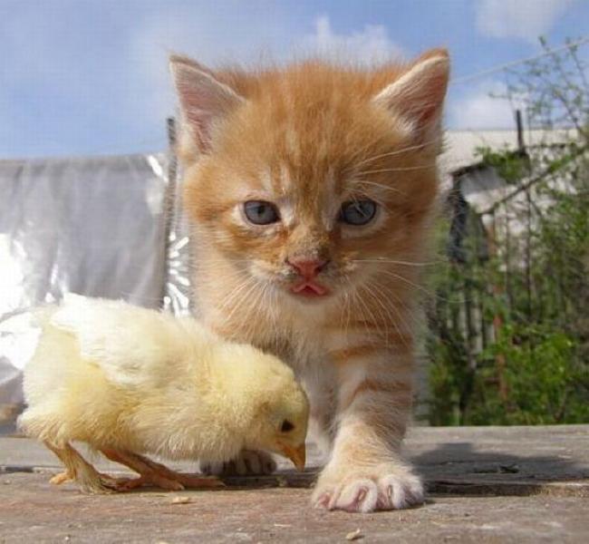 Котёнок и цыплёнок
