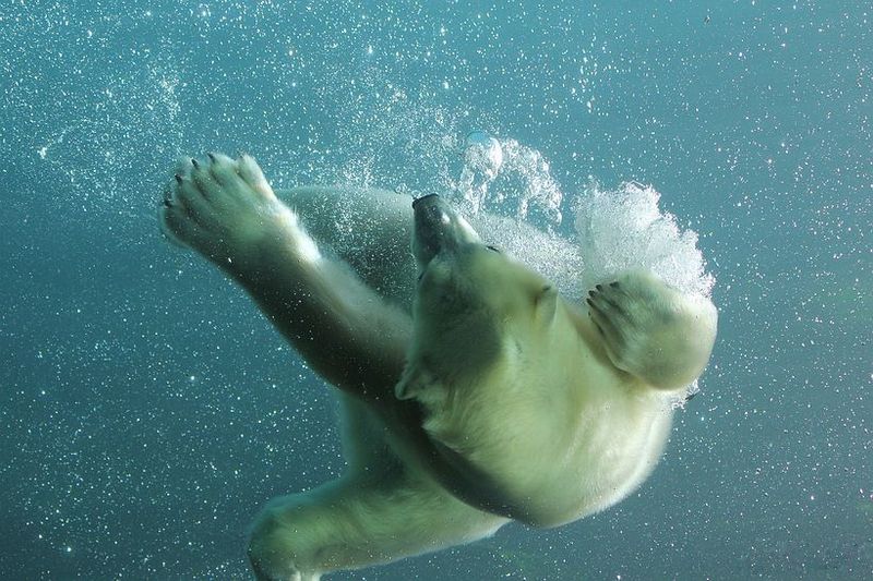 Белый мишка под водой