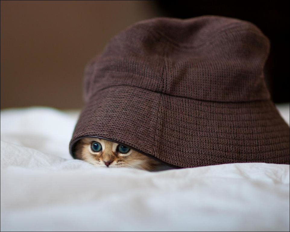 Кот в шляпе