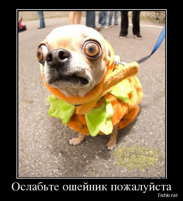 Глаза смешные у собаки
