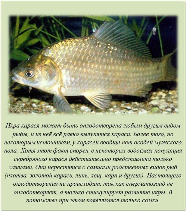Интересное про карася