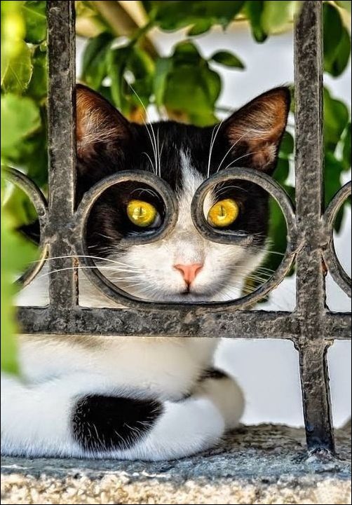 Котэ за забором