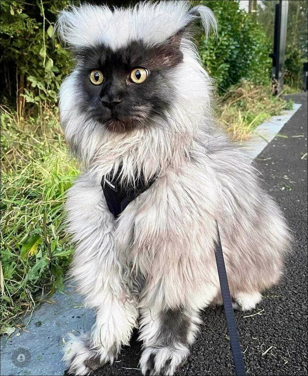 Смешной котэ с удивлёнными глазами:)