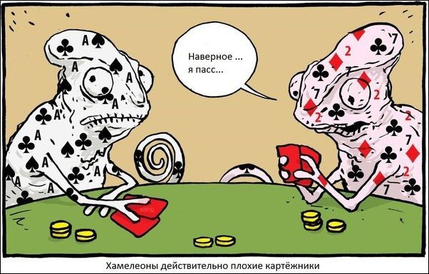Хамелионы плохие картёжники