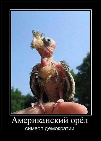Орел :)