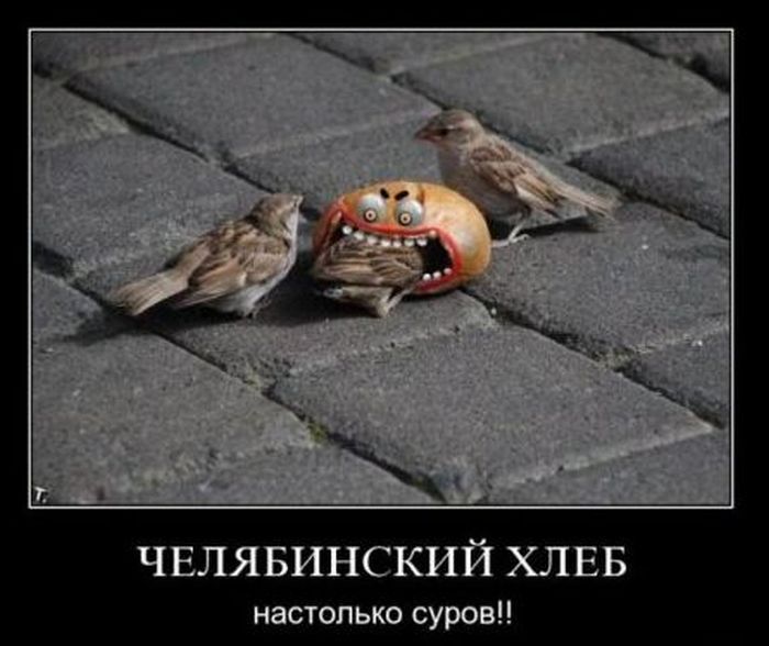 Воробей и бутерброд