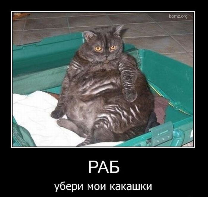 А, кто на самом деле хозяин?