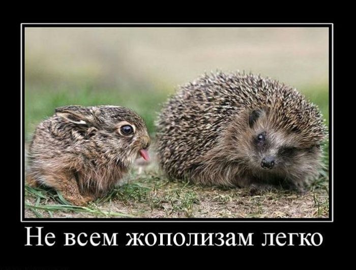 Ежик и кролик