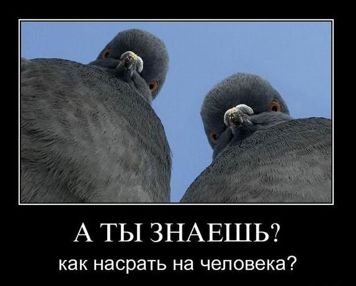Голуби