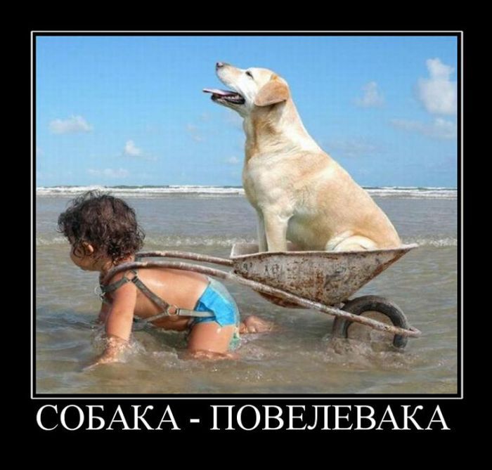 Собака на тачке ребенок в упряжке.