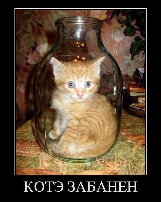 Забанили котэ