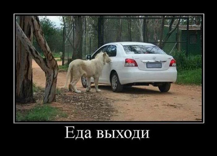 Как открыть консервную банку голодному льву