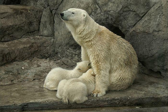 Белые мишки кормятся у мамы