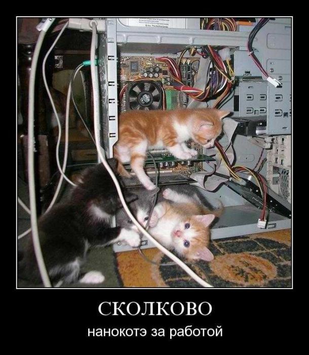 Котята в компе