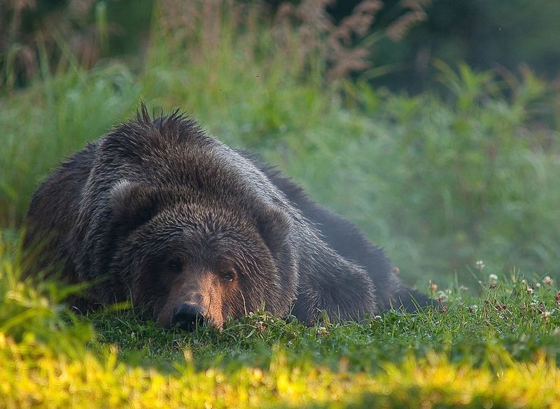Мишка отдыхает