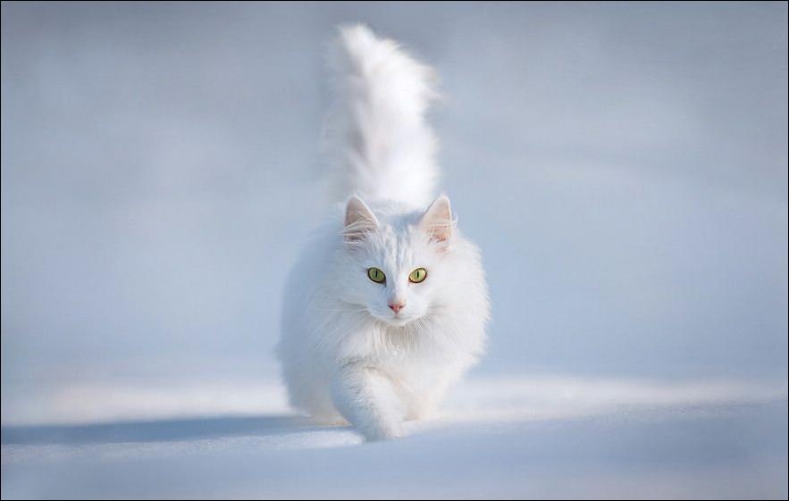 Кошка белая