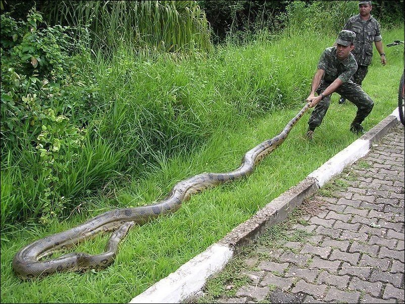 Не короткий питончик