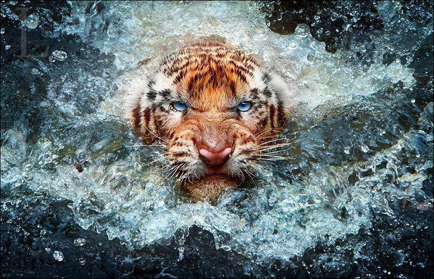 Морда тигра вылезающего из воды