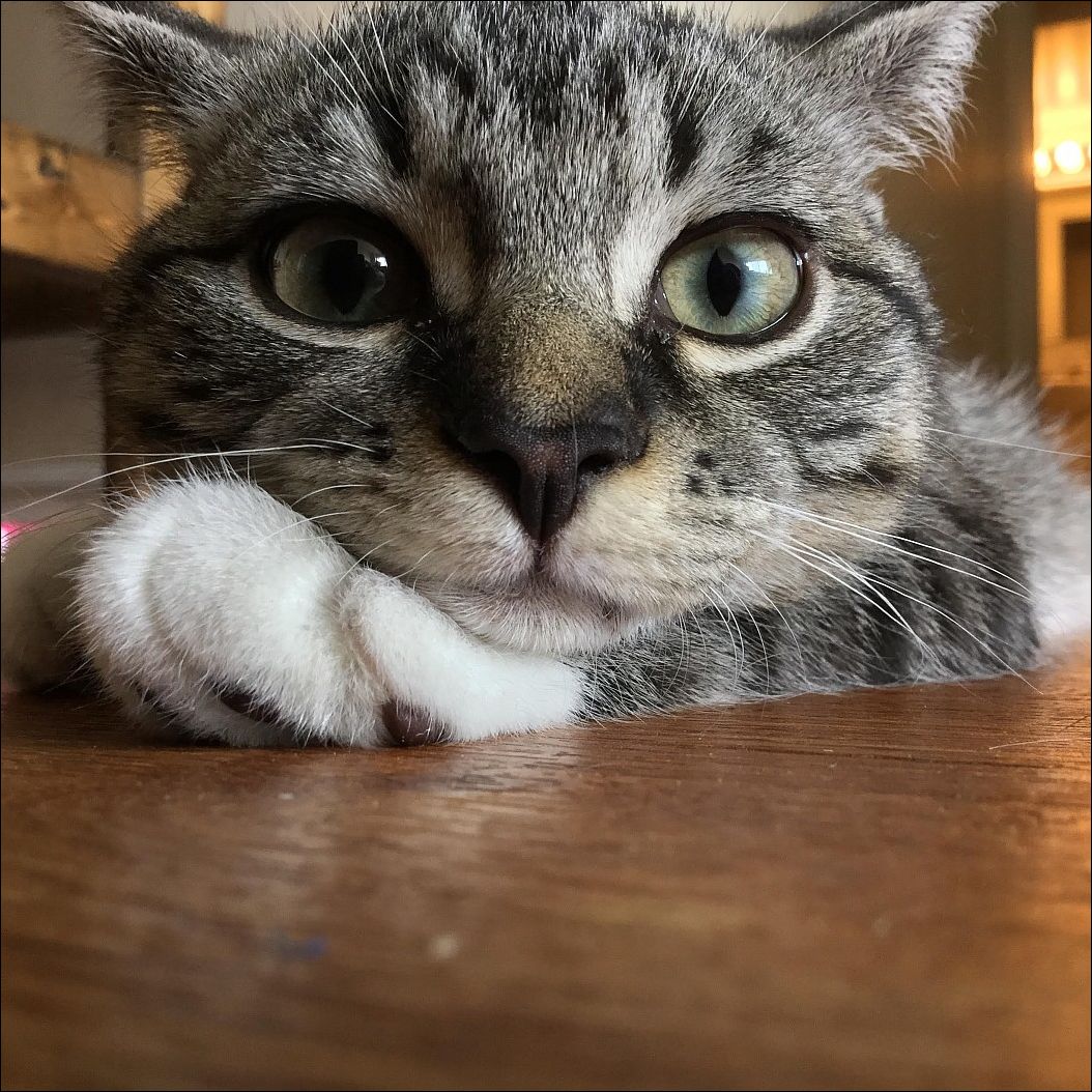 Фотография кошки