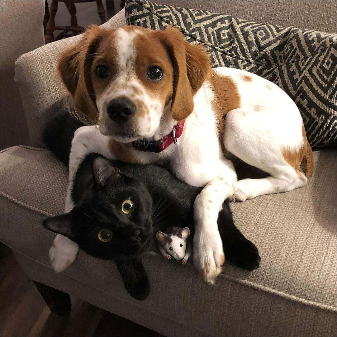 Кошка мышка собачка