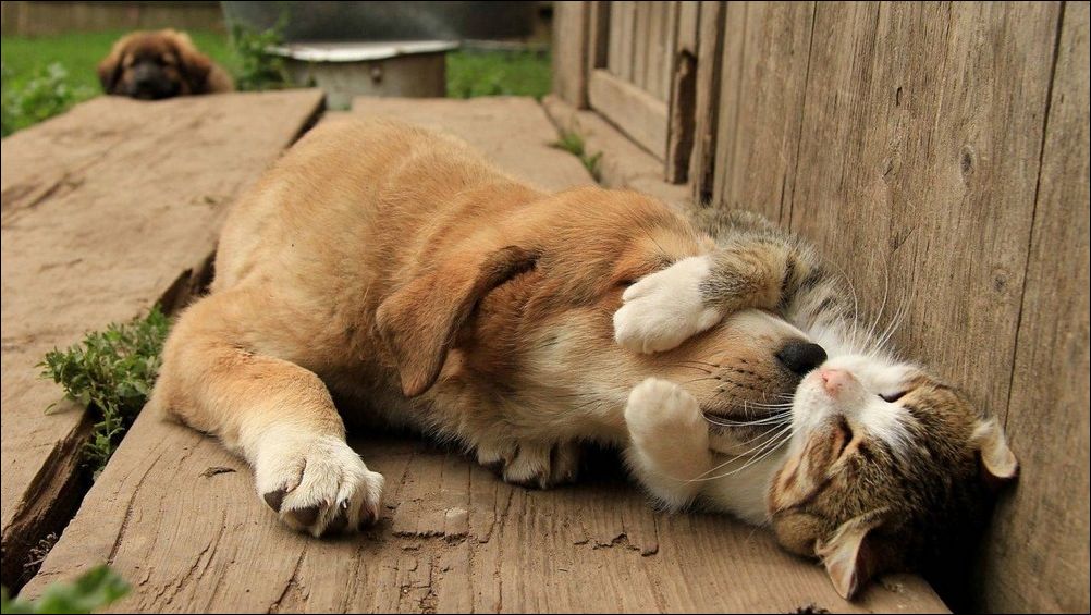 Кошка с собачкой дружат