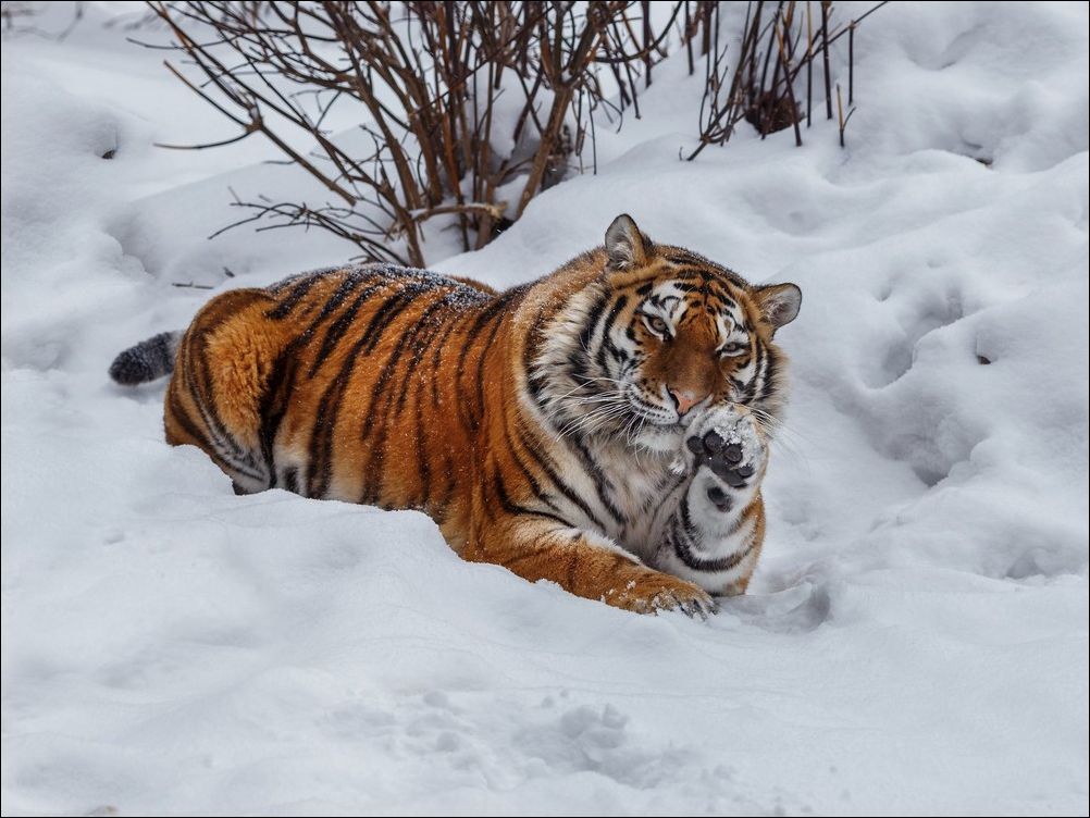 Тигр на снегу