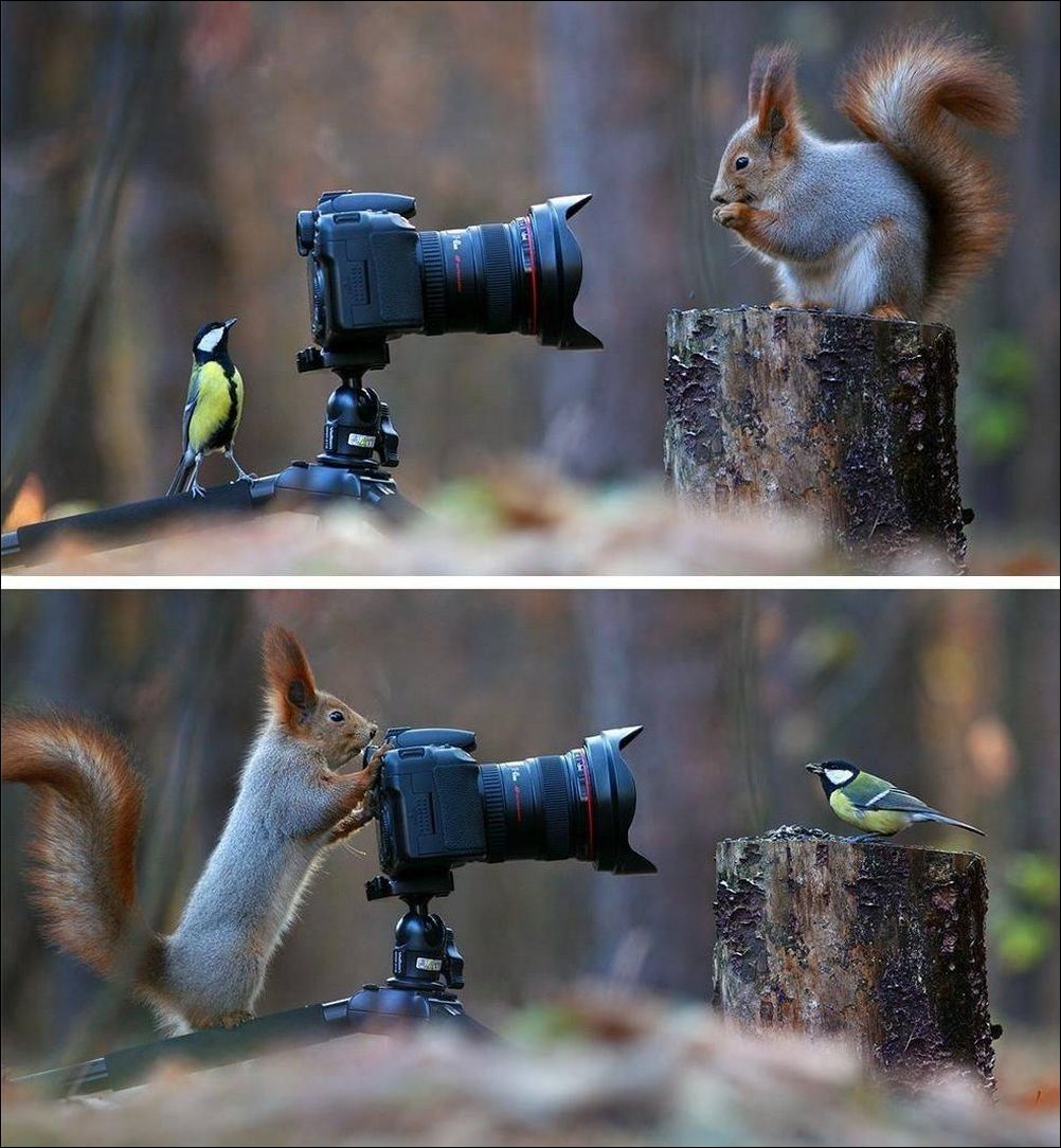 Белка фотает синичку и наоборот