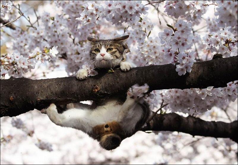 Кошак